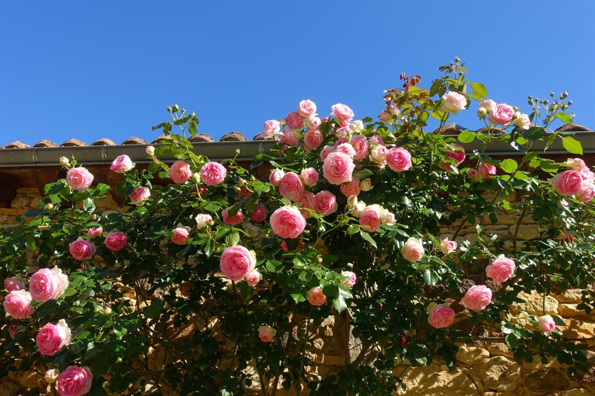 Domaine De Cournet Haut, A 17Th Century Property Set On A Calm, Idyllic Domain With Pool, Tennis, Bikes And More Les Vauries Eksteriør billede